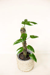 Epipremnum pinnatum sp. Sulawesi variegata